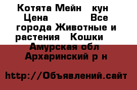 Котята Мейн - кун › Цена ­ 19 000 - Все города Животные и растения » Кошки   . Амурская обл.,Архаринский р-н